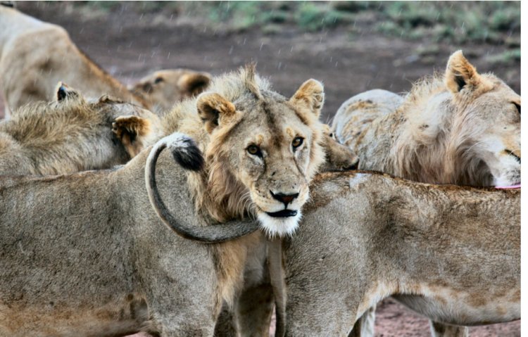 The Allure of a Tanzanian Photo Safari