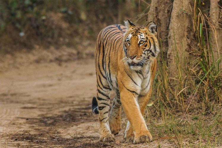 Explore Jim Corbett National Park with The Manral Crestmont Resort & Spa